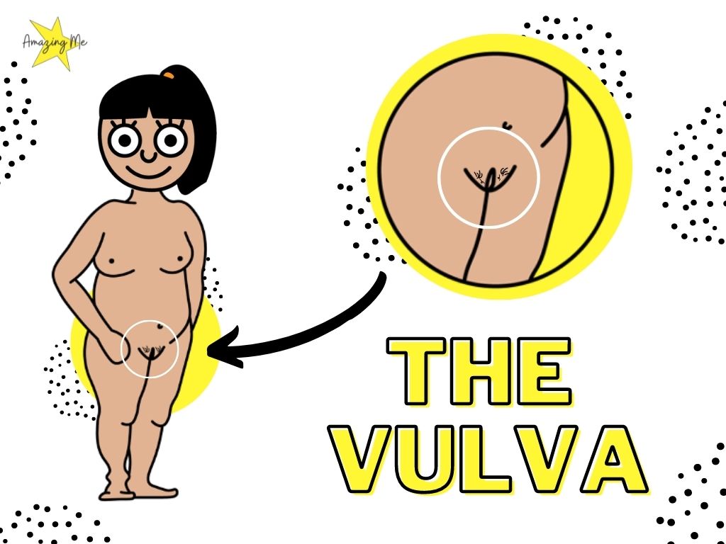 Infographic showing the correct name of a girl's private parts; the vulva