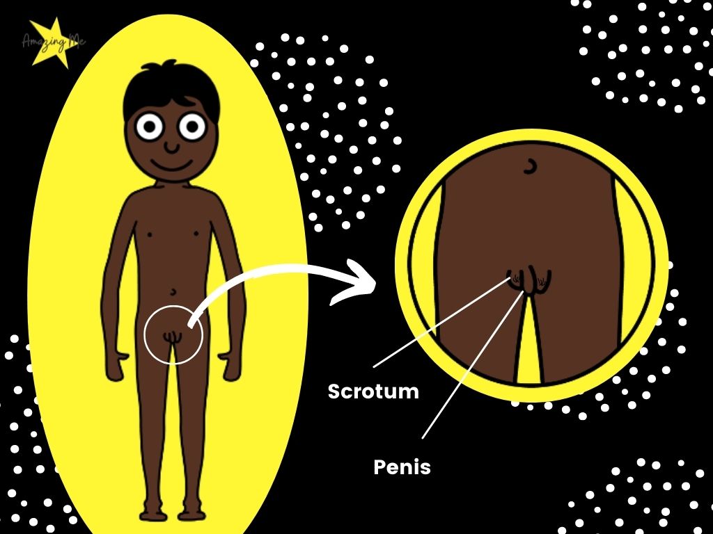 Infographic showing the correct name of a boy's private parts: the scrotum and the penis