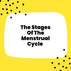The Stages of The Menstrual Cycle